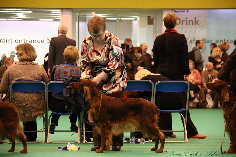 Crufts2011 485.jpg